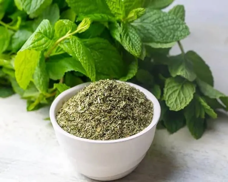 قیمت نعنا خشک کیلویی + مشخصات بسته بندی عمده و ارزان
