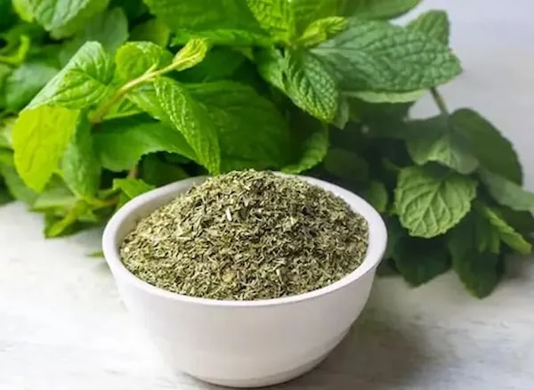 قیمت نعناع برای حساسیت + مشخصات بسته بندی عمده و ارزان