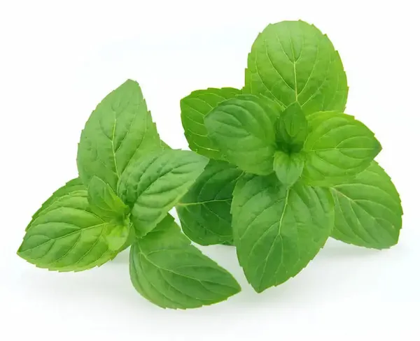 راهنمای خرید نعناع خشک کیلویی + قیمت عالی