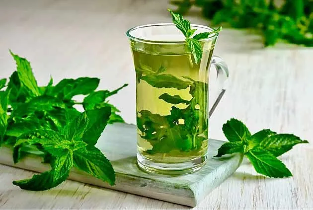 خواص نعناع در طب سنتی + بهترین قیمت خرید