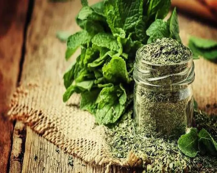 قیمت نعنا خشک کیلویی + مشخصات بسته بندی عمده و ارزان