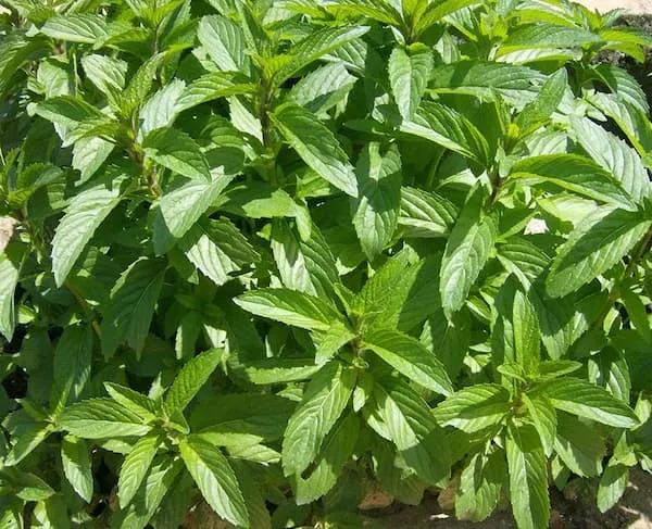 راهنمای خرید نعناع خشک کیلویی + قیمت عالی