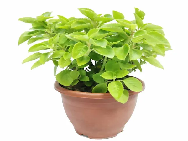 راهنمای خرید نعناع خشک کیلویی + قیمت عالی